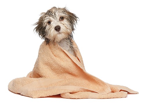Oogie Boogie the Terrier cross is cute enough for marketing your dog grooming business